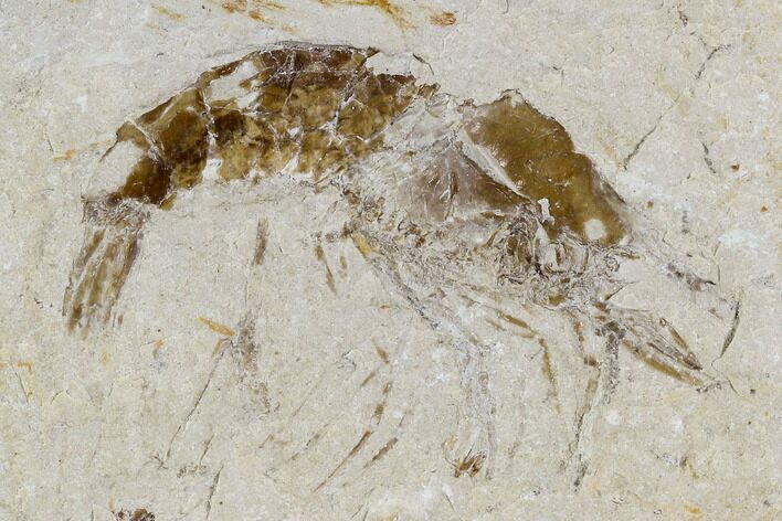 Cretaceous Fossil Shrimp - Lebanon #107455